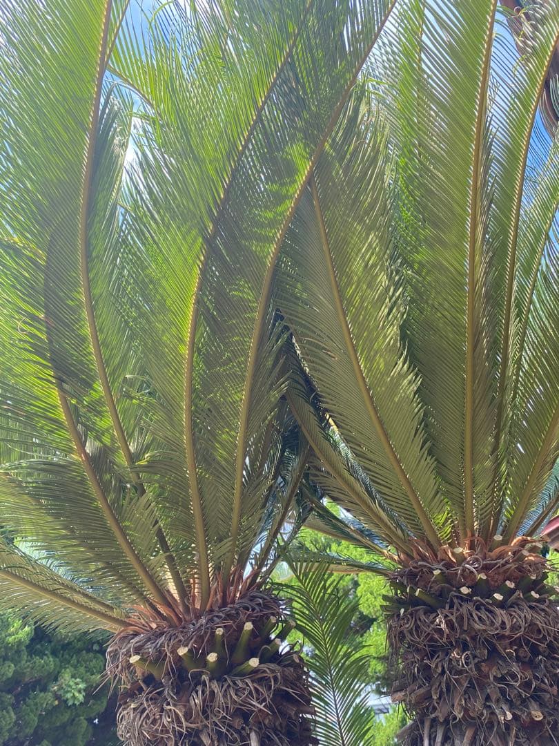 ソテツ