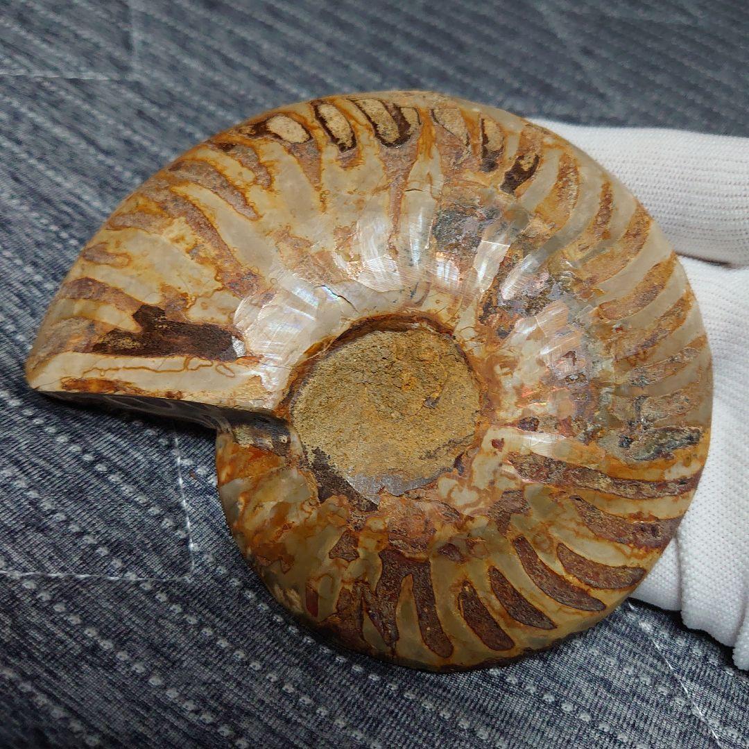 アンモナイト化石　ハーフカット　ペア　マダガスカル