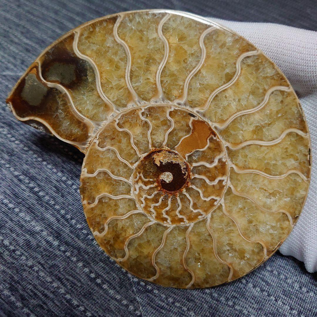 アンモナイト化石　ハーフカット　ペア　マダガスカル