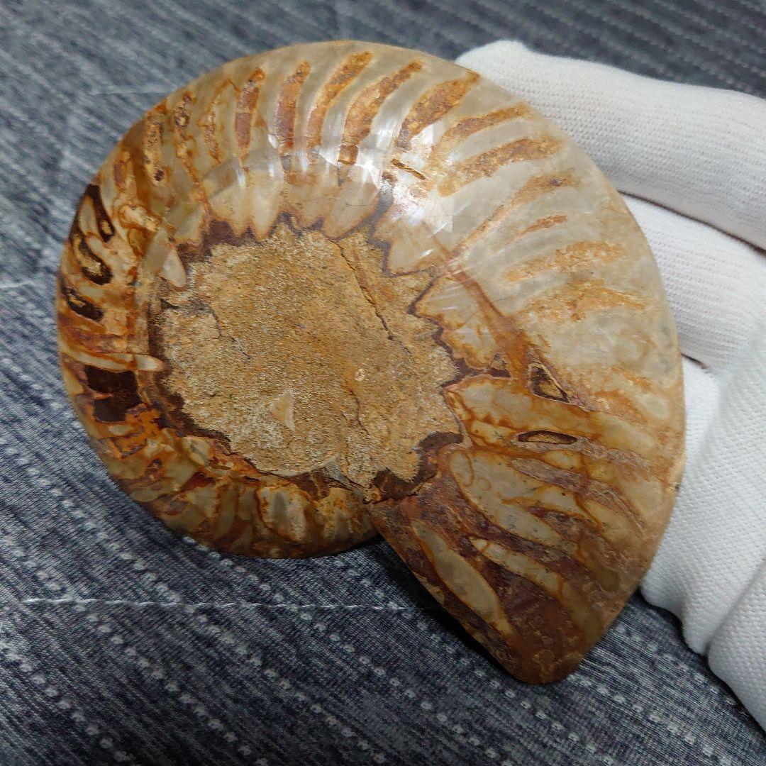 アンモナイト化石　ハーフカット　ペア　マダガスカル