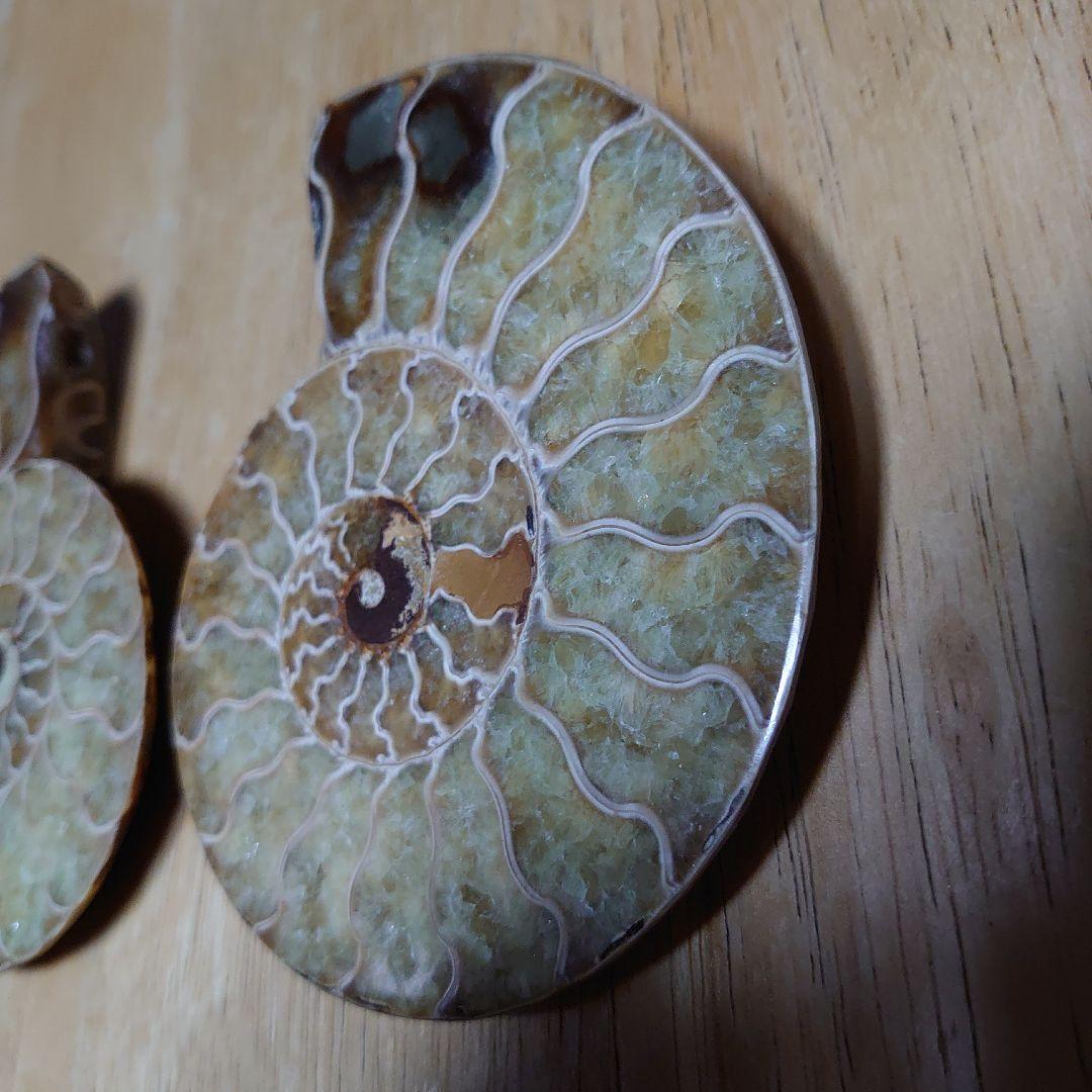 アンモナイト化石　ハーフカット　ペア　マダガスカル
