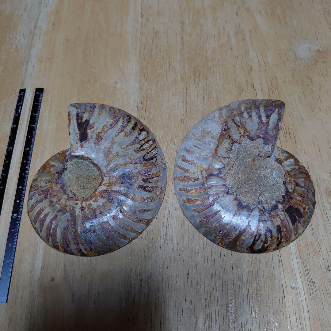 アンモナイト化石　ハーフカット　ペア　マダガスカル