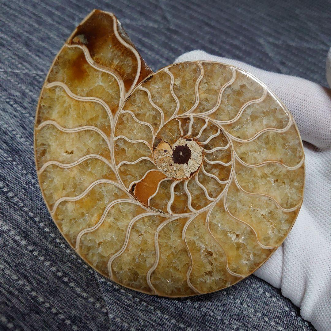 アンモナイト化石　ハーフカット　ペア　マダガスカル