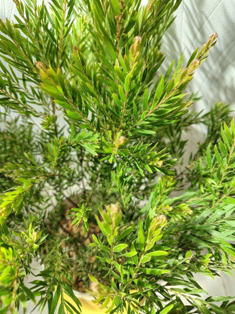 小さな花芽つき大苗　矮性アカシア　テレサ