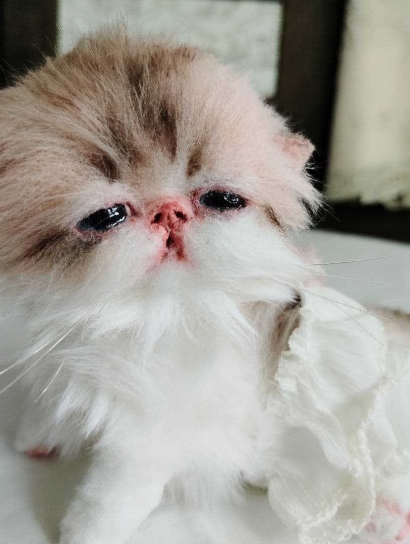 あちゃん様御予約❤ミーナちゃんと♡生後10日♡うるうるオメメの子猫ちゃん♡