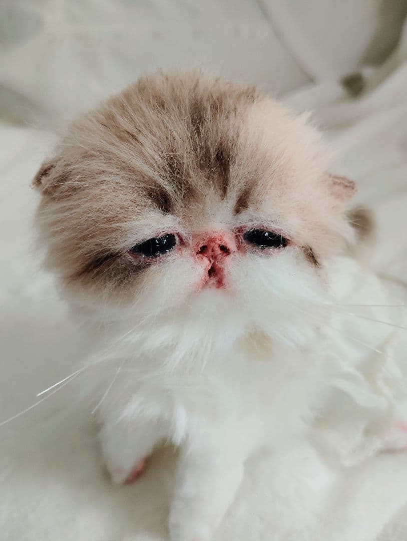 あちゃん様御予約❤ミーナちゃんと♡生後10日♡うるうるオメメの子猫ちゃん♡