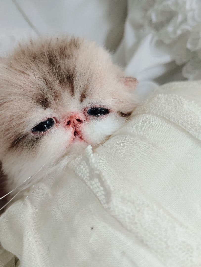 あちゃん様御予約❤ミーナちゃんと♡生後10日♡うるうるオメメの子猫ちゃん♡