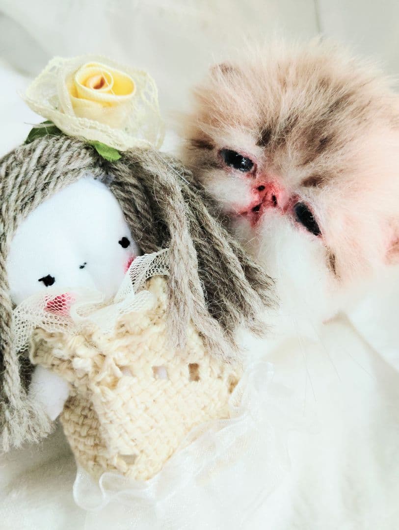 あちゃん様御予約❤ミーナちゃんと♡生後10日♡うるうるオメメの子猫ちゃん♡