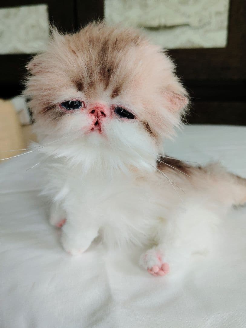 あちゃん様御予約❤ミーナちゃんと♡生後10日♡うるうるオメメの子猫ちゃん♡