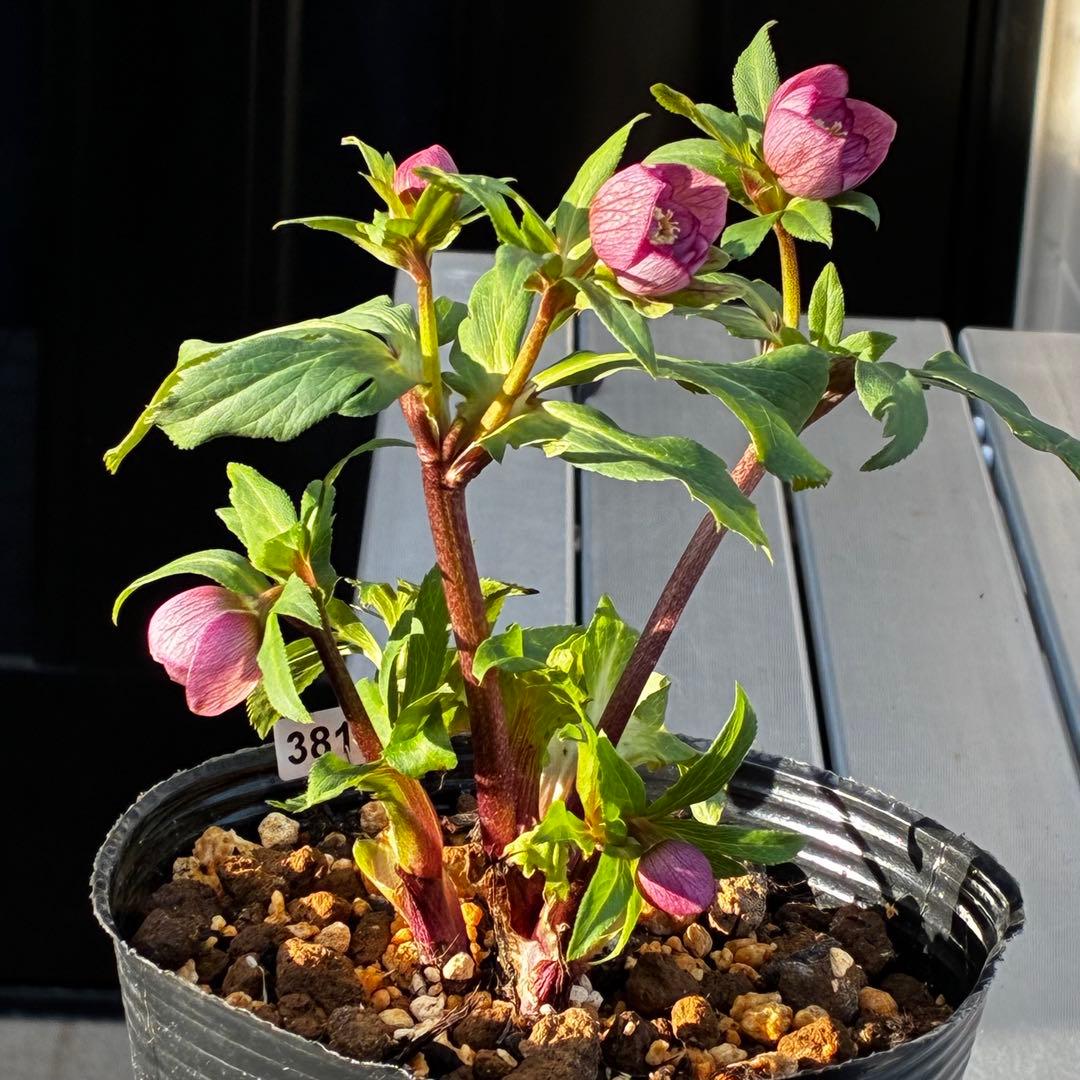 3816⭐️DD/SD⭐️姫小町⭐️超小輪⭐️綺麗ピンク⭐️多花性⭐️超コンパクト⭐️曽田