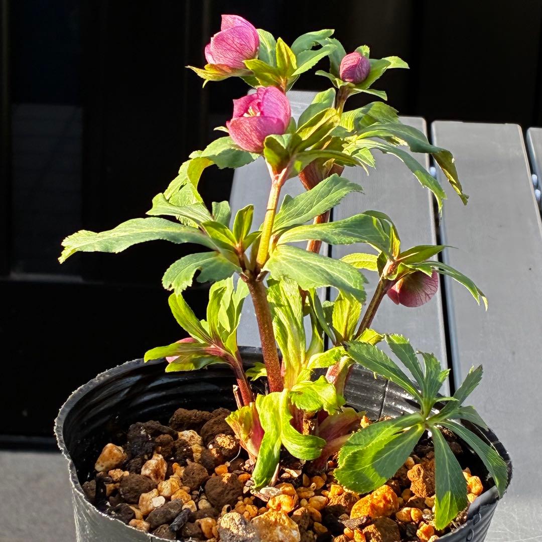 3816⭐️DD/SD⭐️姫小町⭐️超小輪⭐️綺麗ピンク⭐️多花性⭐️超コンパクト⭐️曽田