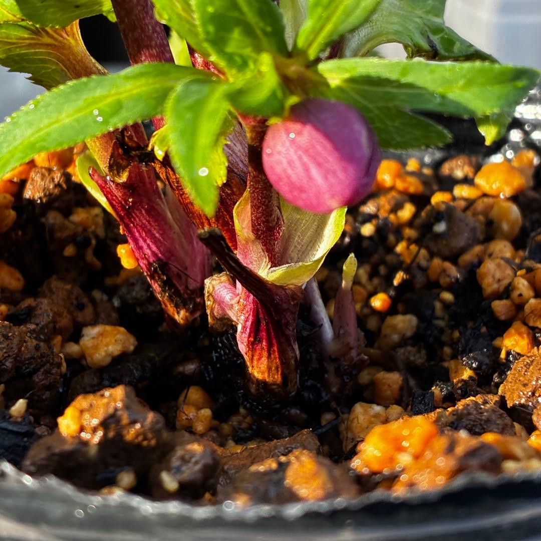 3816⭐️DD/SD⭐️姫小町⭐️超小輪⭐️綺麗ピンク⭐️多花性⭐️超コンパクト⭐️曽田