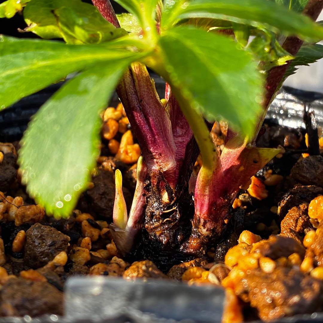 3816⭐️DD/SD⭐️姫小町⭐️超小輪⭐️綺麗ピンク⭐️多花性⭐️超コンパクト⭐️曽田