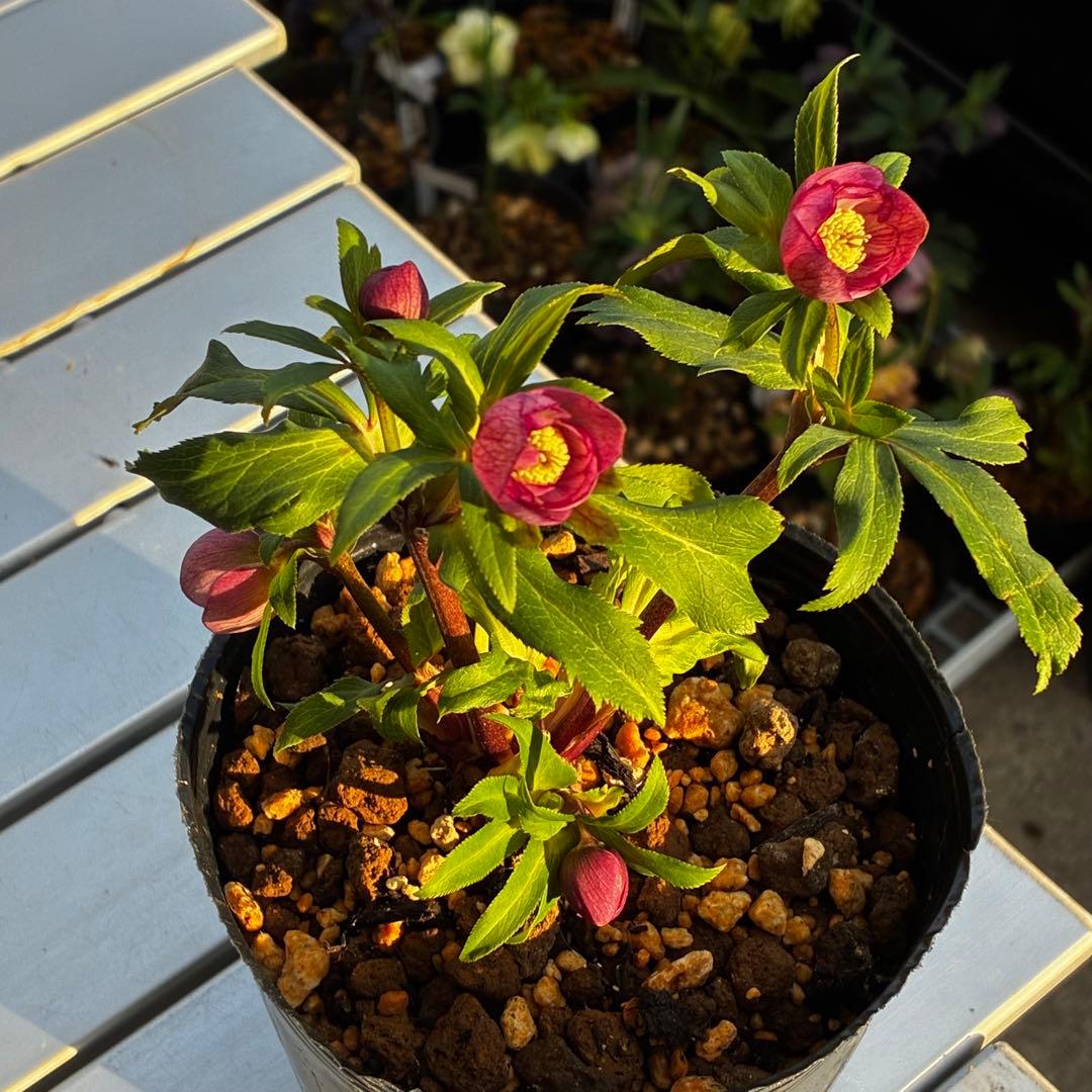 3816⭐️DD/SD⭐️姫小町⭐️超小輪⭐️綺麗ピンク⭐️多花性⭐️超コンパクト⭐️曽田