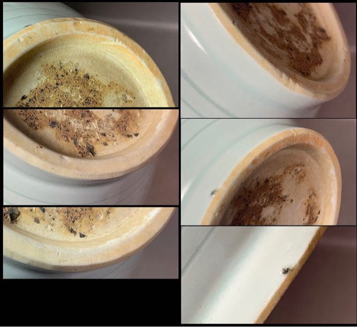 中国 鳳首瓶　u6221018