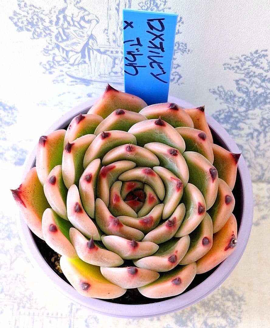 ロメオルビン×ざわわ札付きポットごとメルカリ便おらいさん苗青札