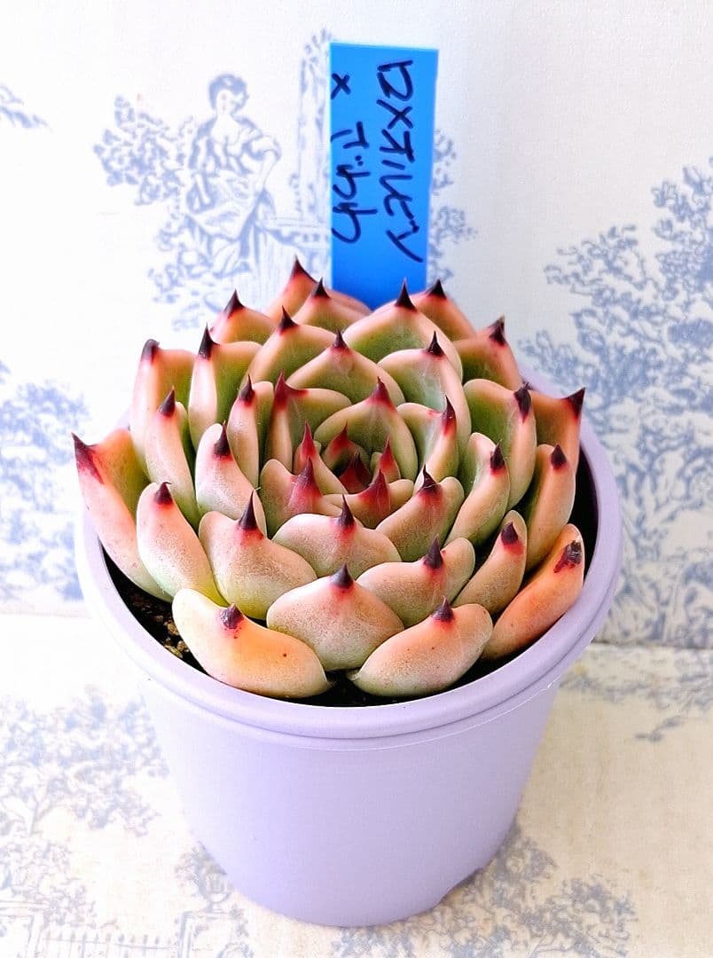 ロメオルビン×ざわわ札付きポットごとメルカリ便おらいさん苗青札