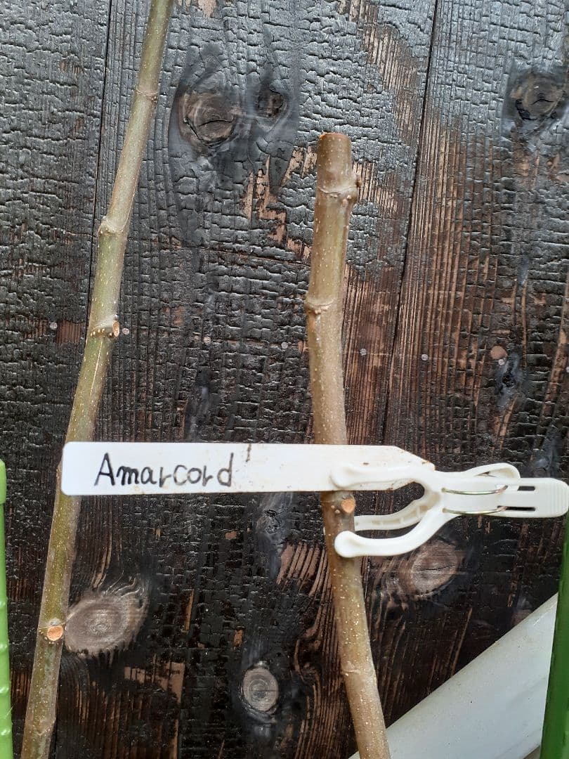 【専用】Orianos 他 イチジク穂木