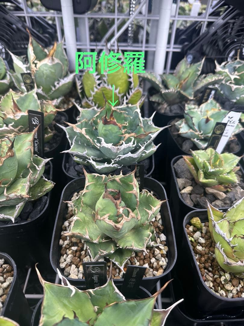 アガベ　阿修羅　アシュラ