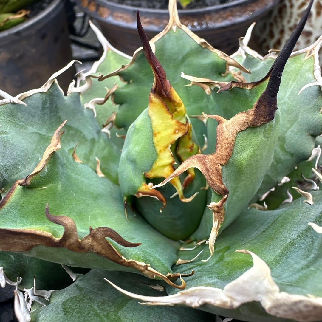 アガベ　阿修羅　アシュラ