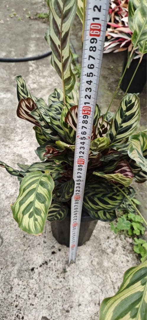 カラテア ストライプ模様 約40cm