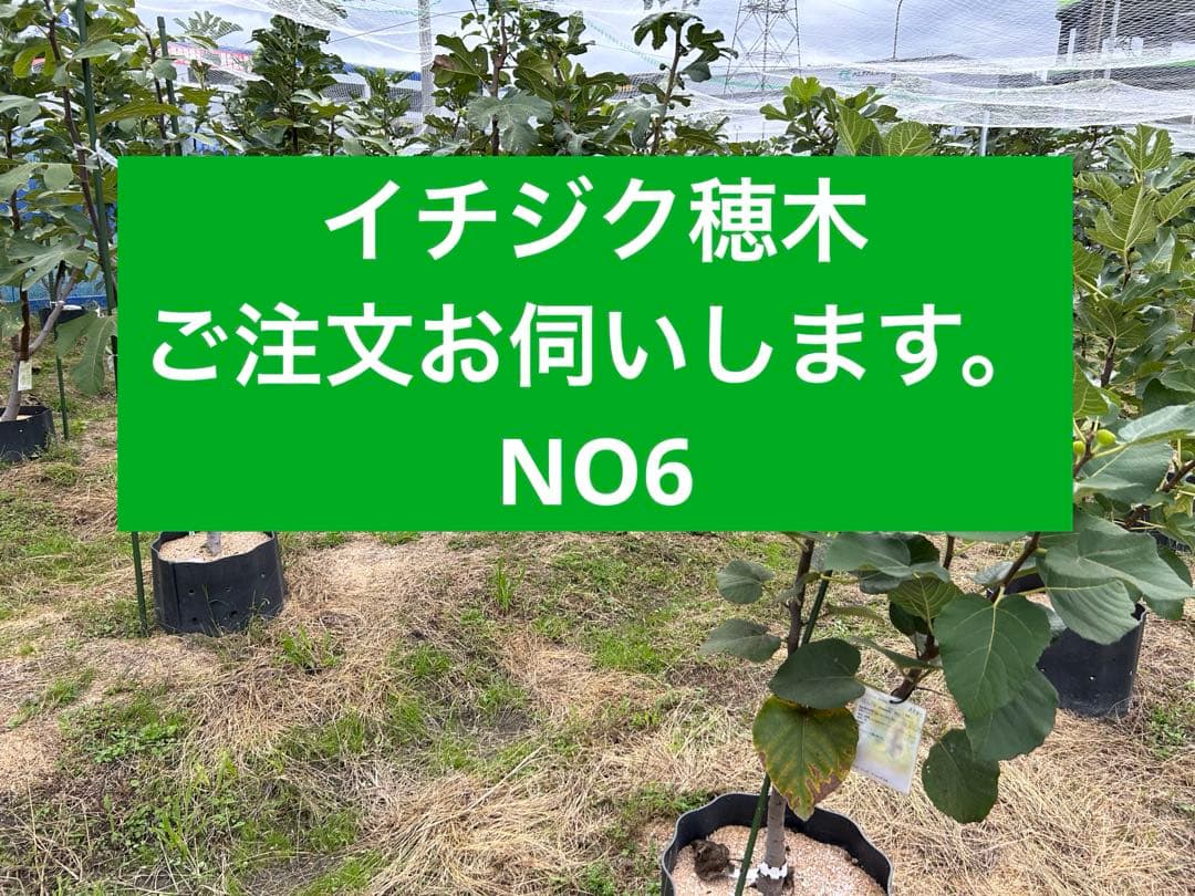 イチジク　穂木　NO6 ご注文お伺いします