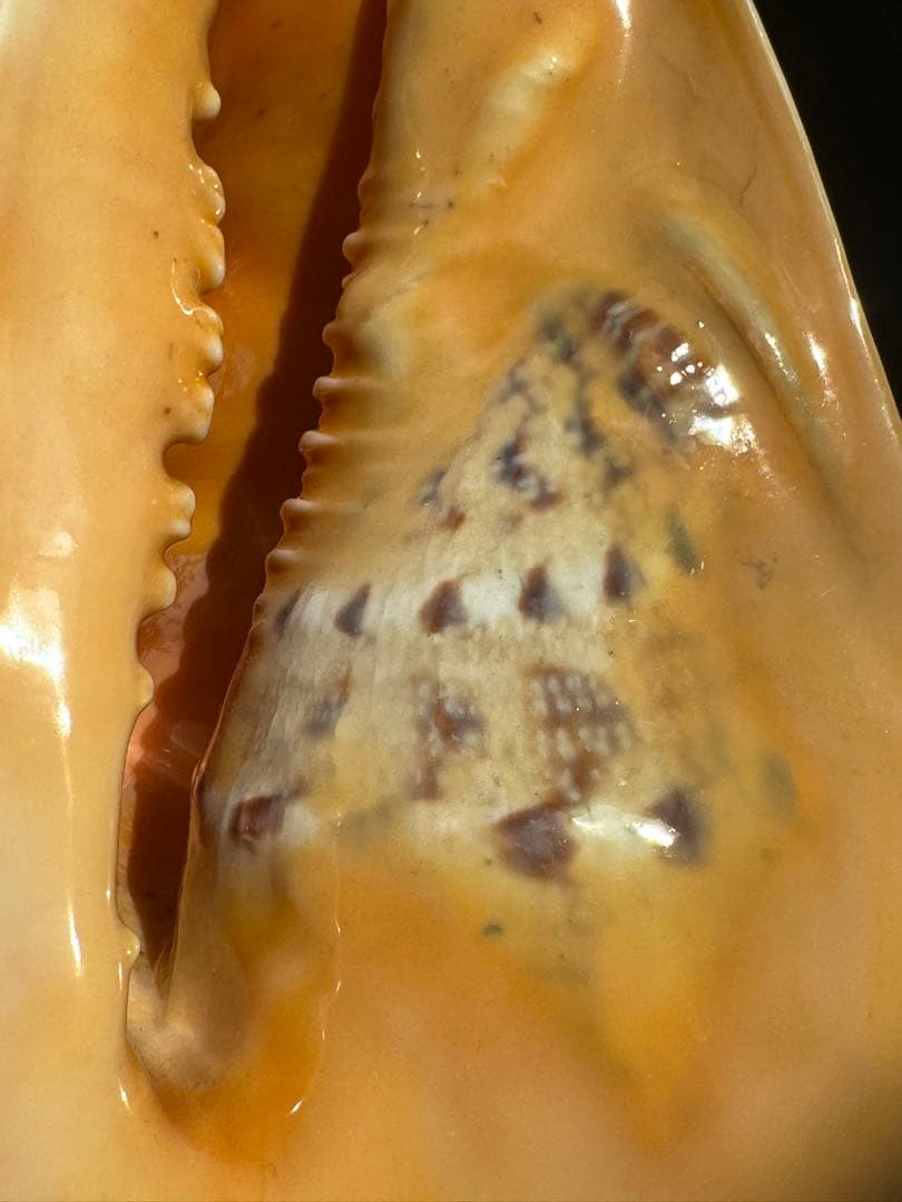 貝殻　トウカムリガイ　巻貝　マダガスカル産　海岸　標本　夏休み自主研究　工作材料