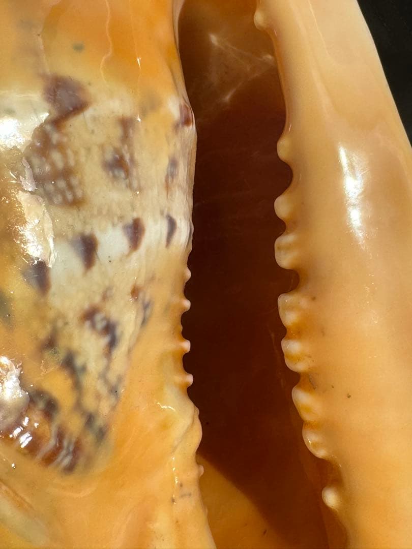 貝殻　トウカムリガイ　巻貝　マダガスカル産　海岸　標本　夏休み自主研究　工作材料
