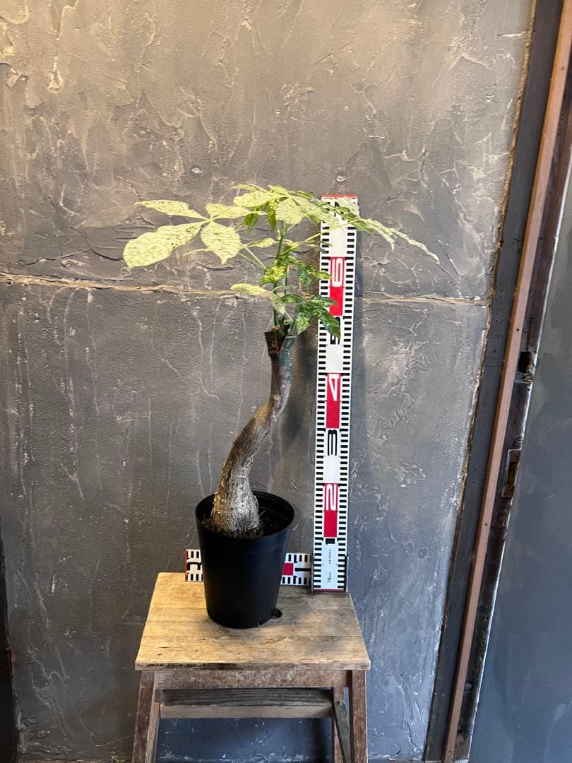 T*T様 斑入り パキラ ミルキーウェイ 深ポリ6号｜観葉植物 インテリアグリー