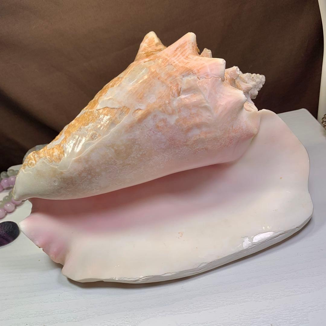 5.大きいクイーンコンクシェル・母貝、貝殻