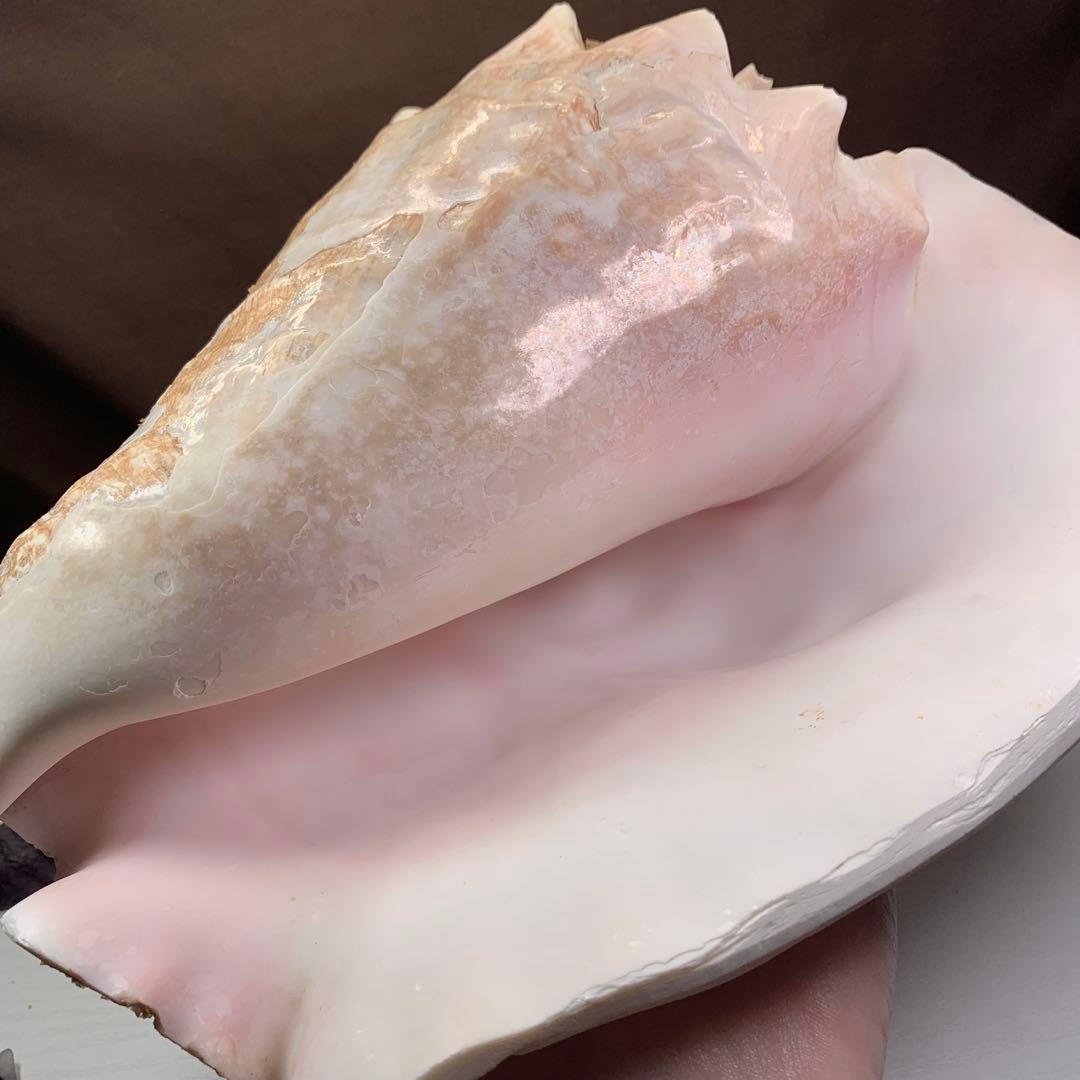 5.大きいクイーンコンクシェル・母貝、貝殻