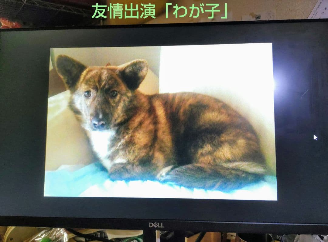 DELL ディスプレイ 『P2419HC』 正常稼働中