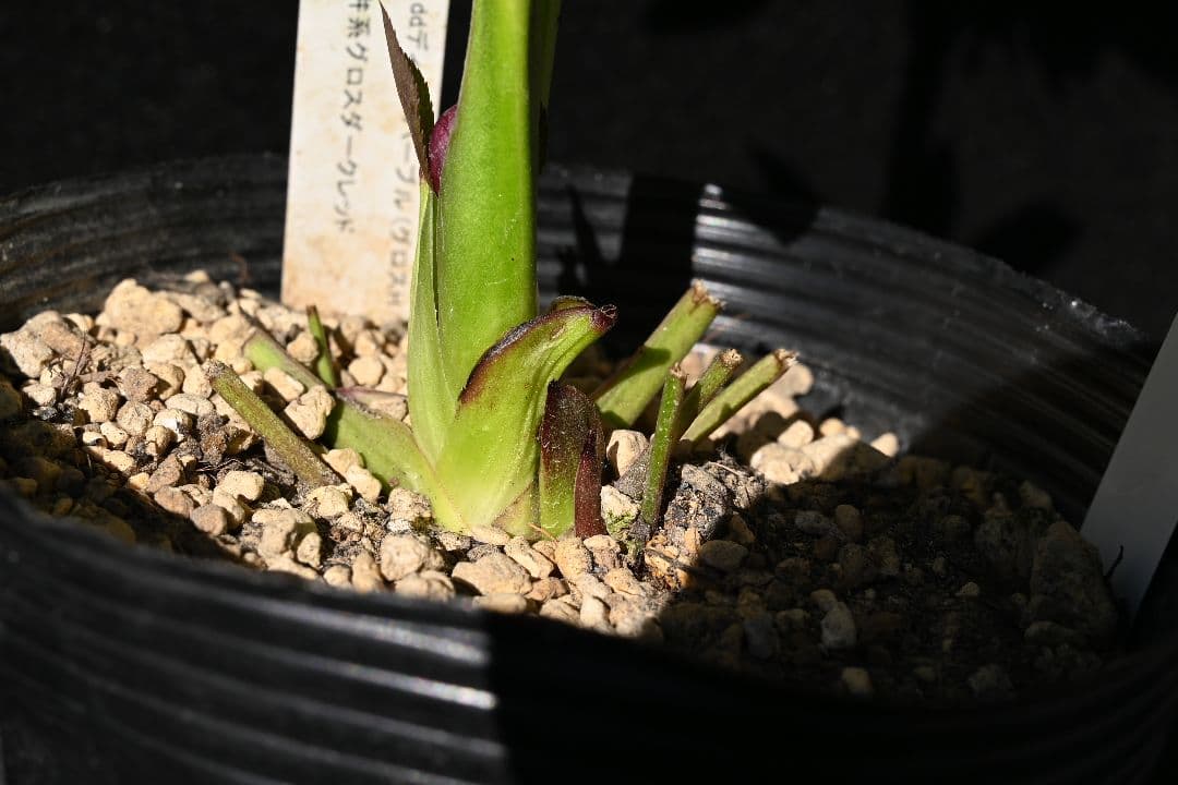 クリスマスローズ　最新花1級品認定キラメキ✩チョコレート青茎タイプ　加藤農園