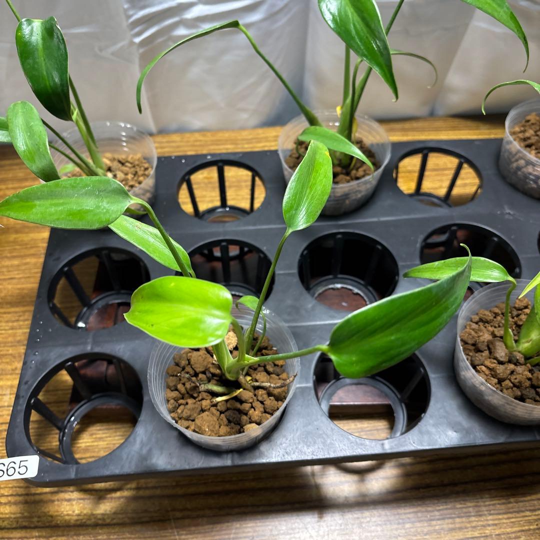 ラ*ブ様 5株セットms65モンステラ バールマルクスフレーム