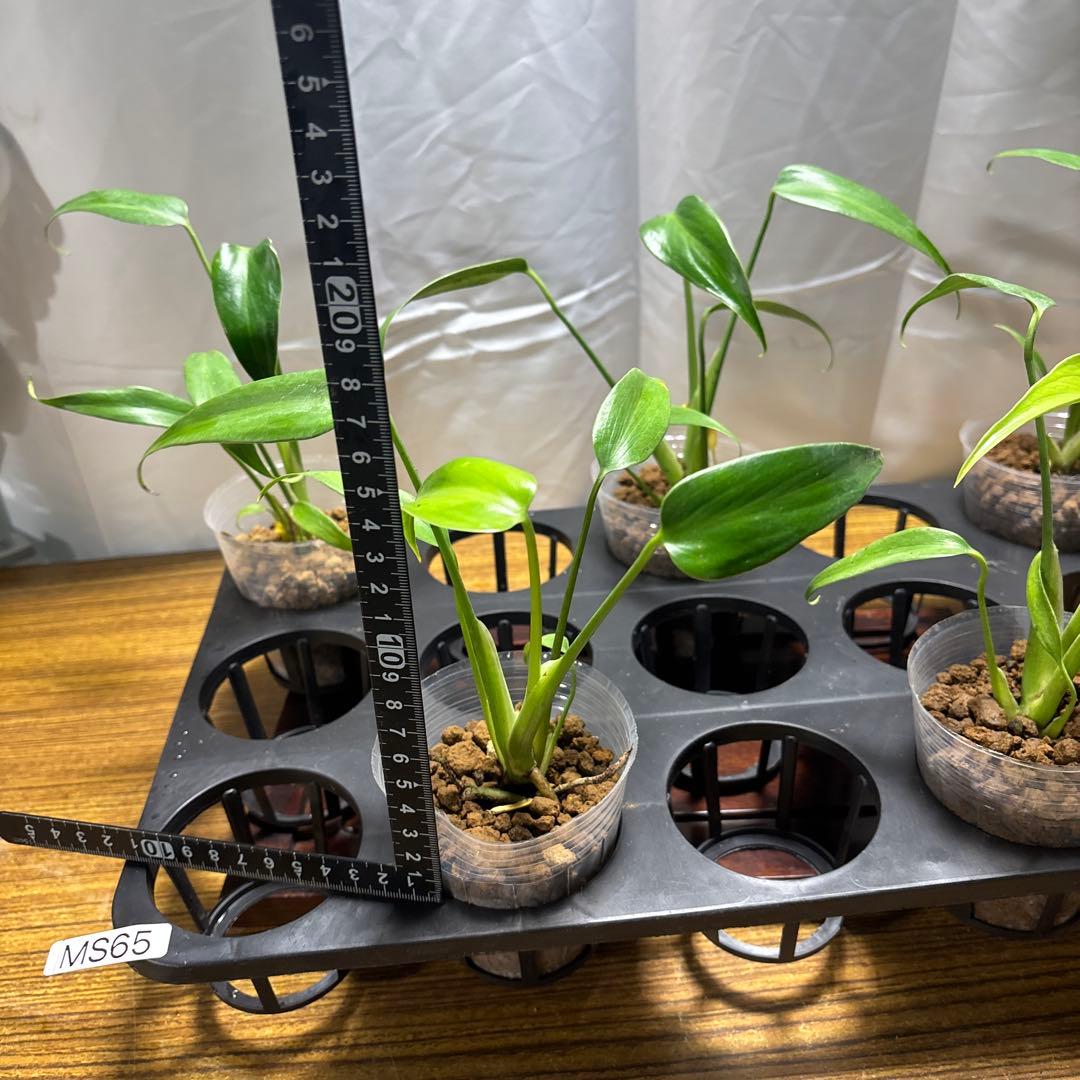 ラ*ブ様 5株セットms65モンステラ バールマルクスフレーム