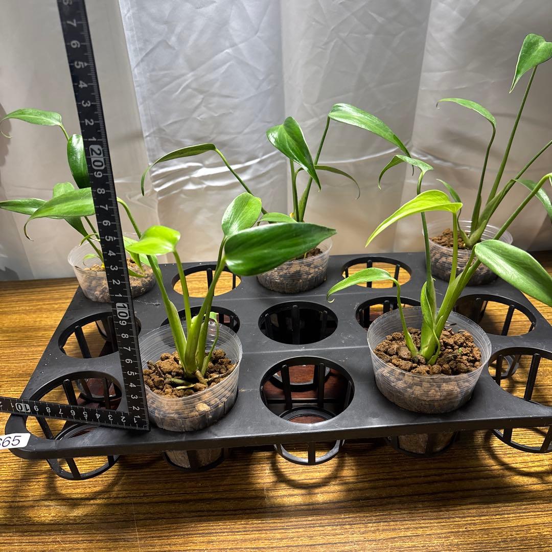 ラ*ブ様 5株セットms65モンステラ バールマルクスフレーム