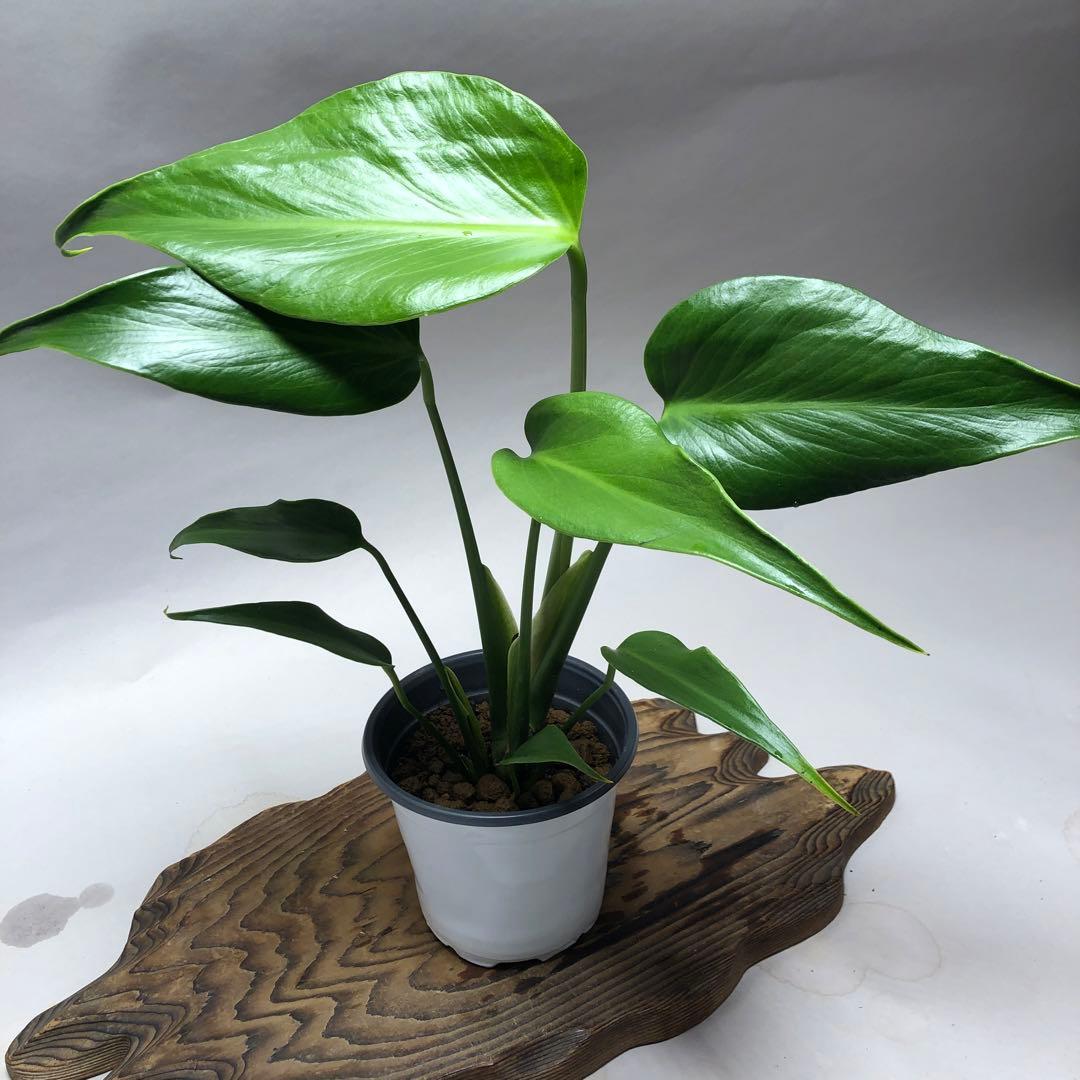 MS563 5株セットモンステラ バールマルクスフレーム