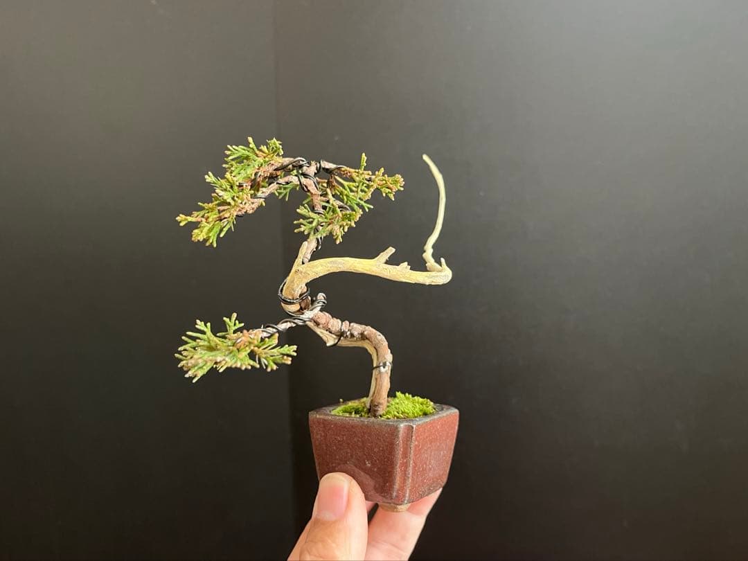 真柏盆栽　ミニ真柏文人創作盆栽　糸魚川真柏　ミニ盆栽　小品盆栽　樹高10.5cm
