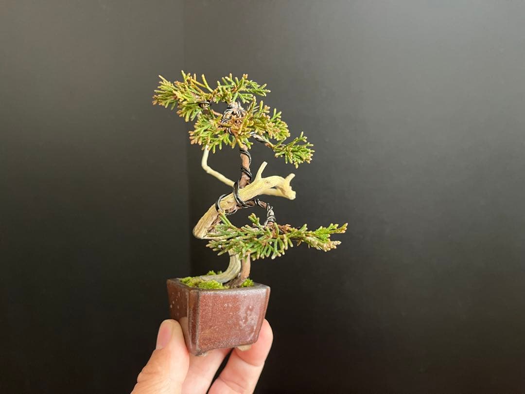 真柏盆栽　ミニ真柏文人創作盆栽　糸魚川真柏　ミニ盆栽　小品盆栽　樹高10.5cm