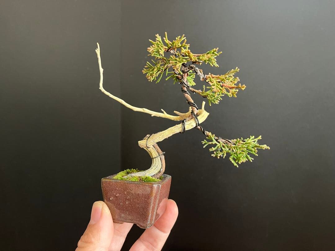 真柏盆栽　ミニ真柏文人創作盆栽　糸魚川真柏　ミニ盆栽　小品盆栽　樹高10.5cm