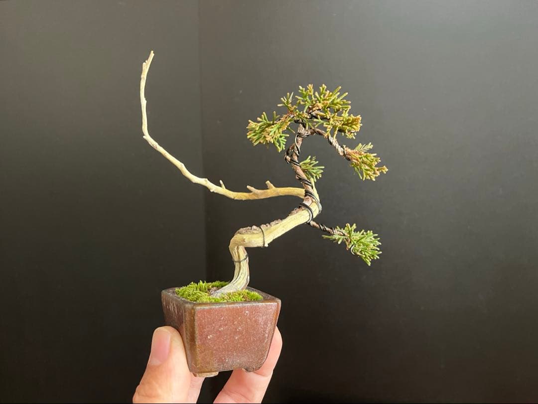 真柏盆栽　ミニ真柏文人創作盆栽　糸魚川真柏　ミニ盆栽　小品盆栽　樹高10.5cm