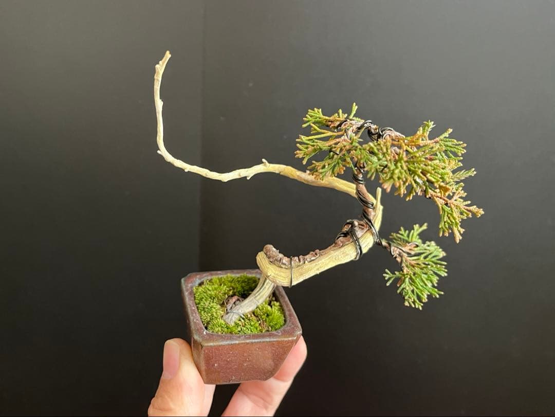 真柏盆栽　ミニ真柏文人創作盆栽　糸魚川真柏　ミニ盆栽　小品盆栽　樹高10.5cm