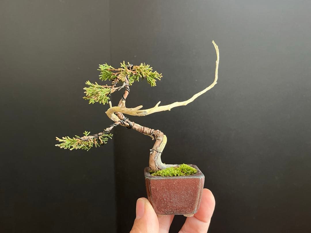 真柏盆栽　ミニ真柏文人創作盆栽　糸魚川真柏　ミニ盆栽　小品盆栽　樹高10.5cm