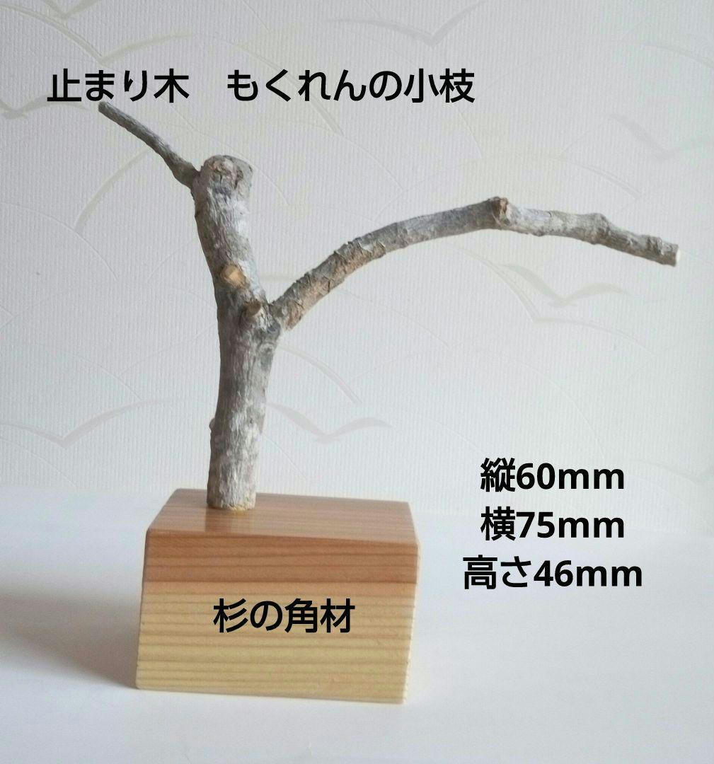 キクイタダキ　オス、メス