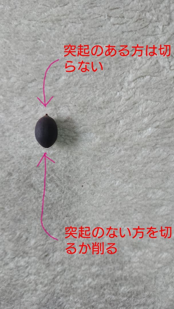 ♫ハスの育て方♫