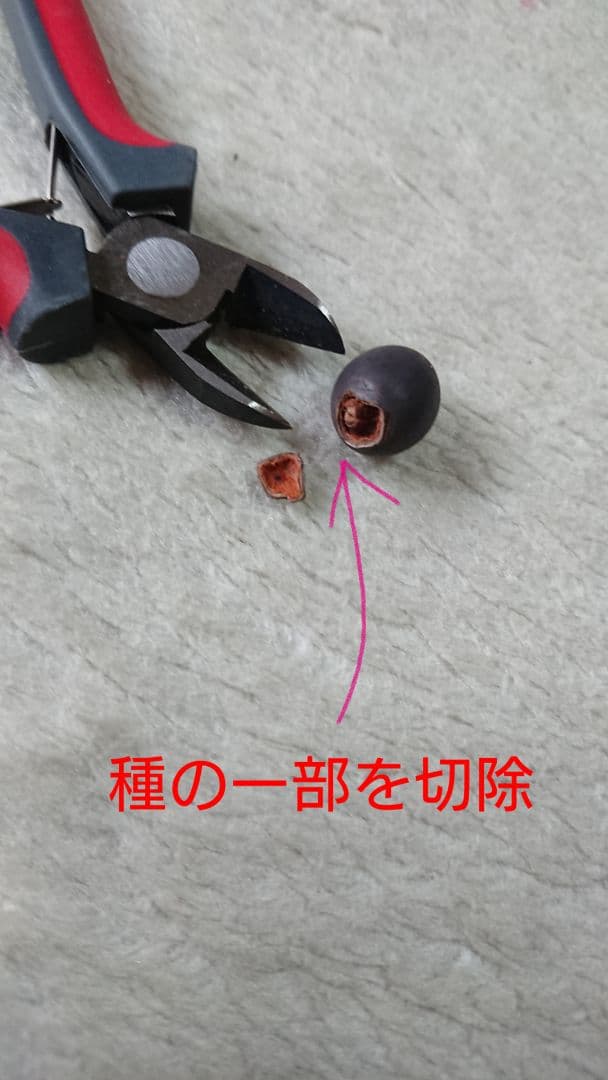 ♫ハスの育て方♫