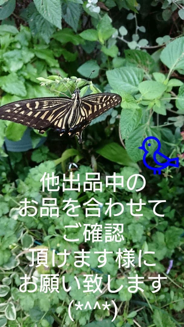★詳細★ お菓子のプレート確認★