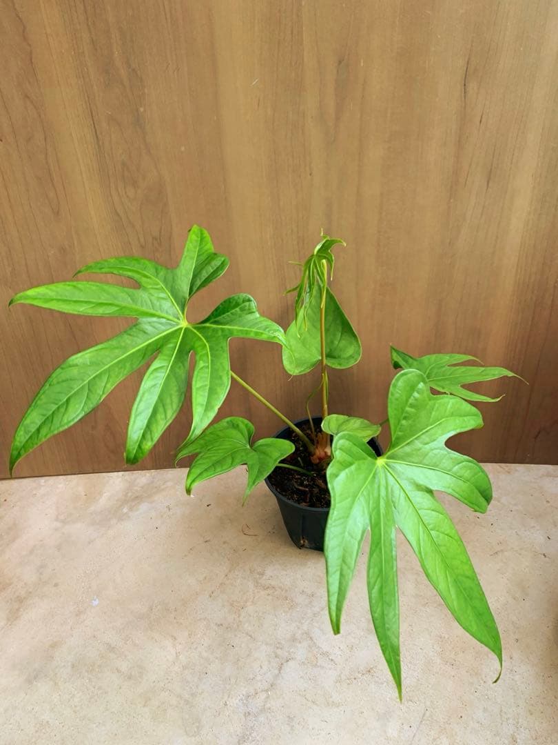 アンスリウム・ペダトラディアツム no4 原種系アンス