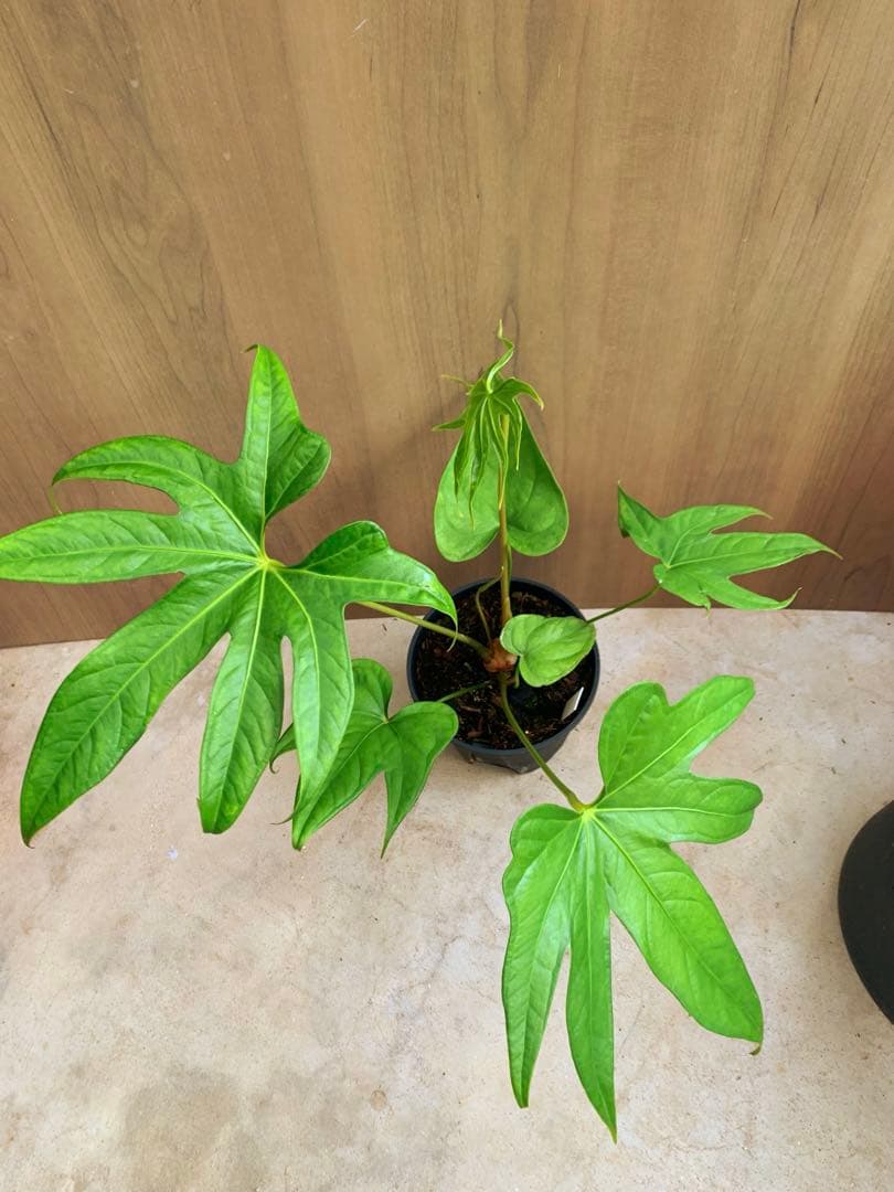 アンスリウム・ペダトラディアツム no4 原種系アンス