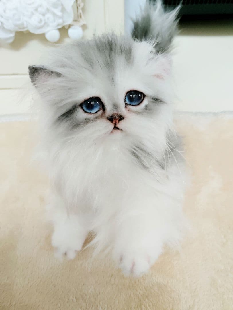 チンチラシルバー子猫ちゃん♡アイラインくっきり美人ちゃん♡アートドールぬいぐるみ